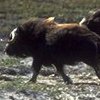 Photo of a musk oxen