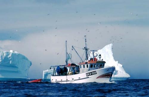 Perfect temperature for cold water prawns