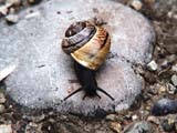 Snail