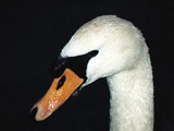 Swan