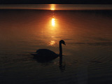 Swan