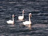 Swan
