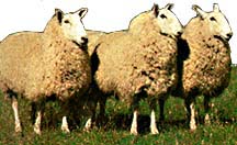 I wanna be just like you.