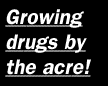 Growing drugs by the acre!