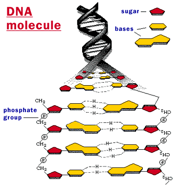 dna molecule