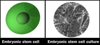 embyonic stem cell and culture