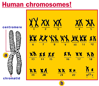 human chromosome diagram
