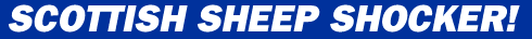 Scottish Sheep Shocker!