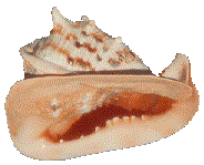 conch shell 
picture