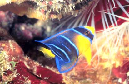 Juvenile Queen Angel Fish