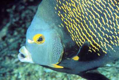 Yellow Angel Fish