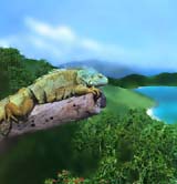 Picture: iguana