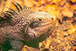 Iguana